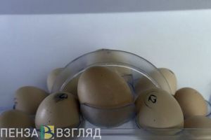 В Пензенской области наблюдается рост производства продукции животноводства