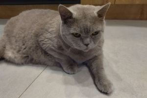 Если кошка поменяла поведение, значит, она подает сигнал хозяину