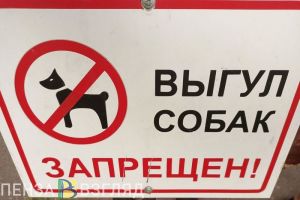 В Пензе сняли на видео, как крупная собака разрывает йорка