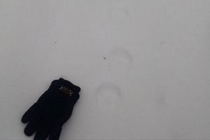 В Пензенской области обнаружили следы рыси