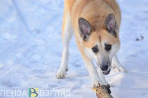 Пензенское УЖКХ компенсирует моральный вред за укушенного собакой ребенка