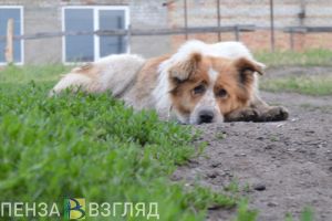 В Гордуме Пензы рассказали, при каких условиях бездомных собак будут усыплять
