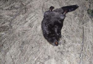 В Бессоновском районе пензенец убил бобра