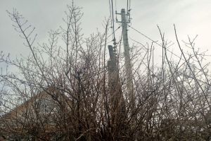 Жуткая улыбка и страшные судороги: как не подхватить столбняк на даче