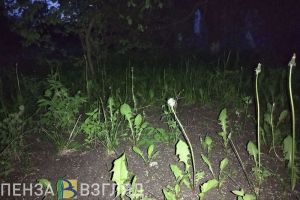 Поиски пропавшей пенсионерки, статистика по пожарам и усиление ветра — новости Пензы и области за 14 апреля