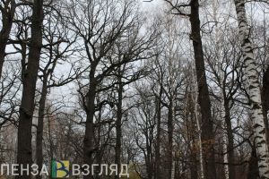 Пензенцев предупреждают о сильных порывах ветра 20 апреля
