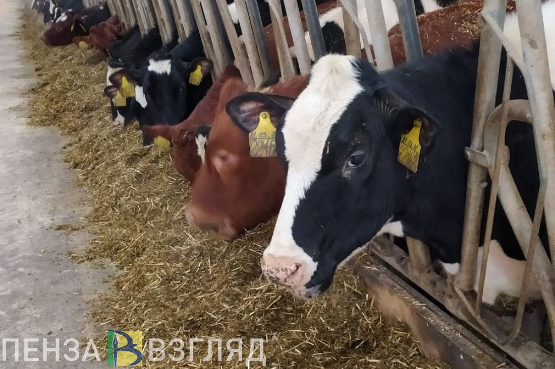 В Пензенской области выросло производство молока