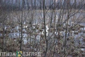 30-летняя дружба пензенцев закончилась жестокой расправой в лесу из-за долларов