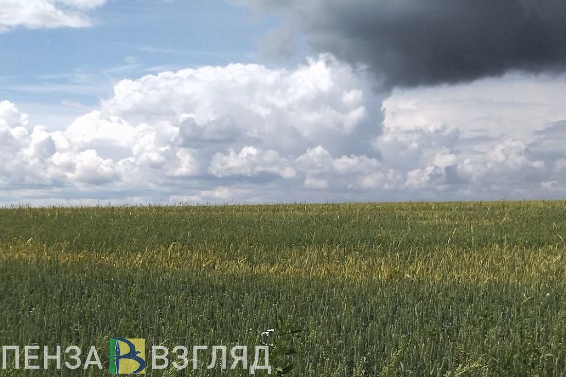 6500 гектар посевов сельхозкультур в Пензенской области погибли из-за заморозков