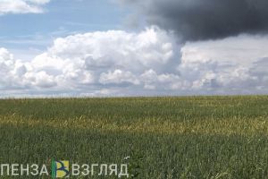 6500 гектар посевов сельхозкультур в Пензенской области погибли из-за заморозков