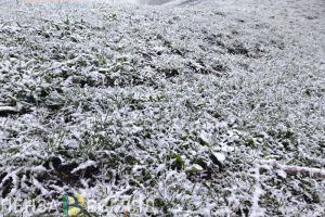 Пензенцы узнали о возможном подорожании сока на 30% из-за заморозков