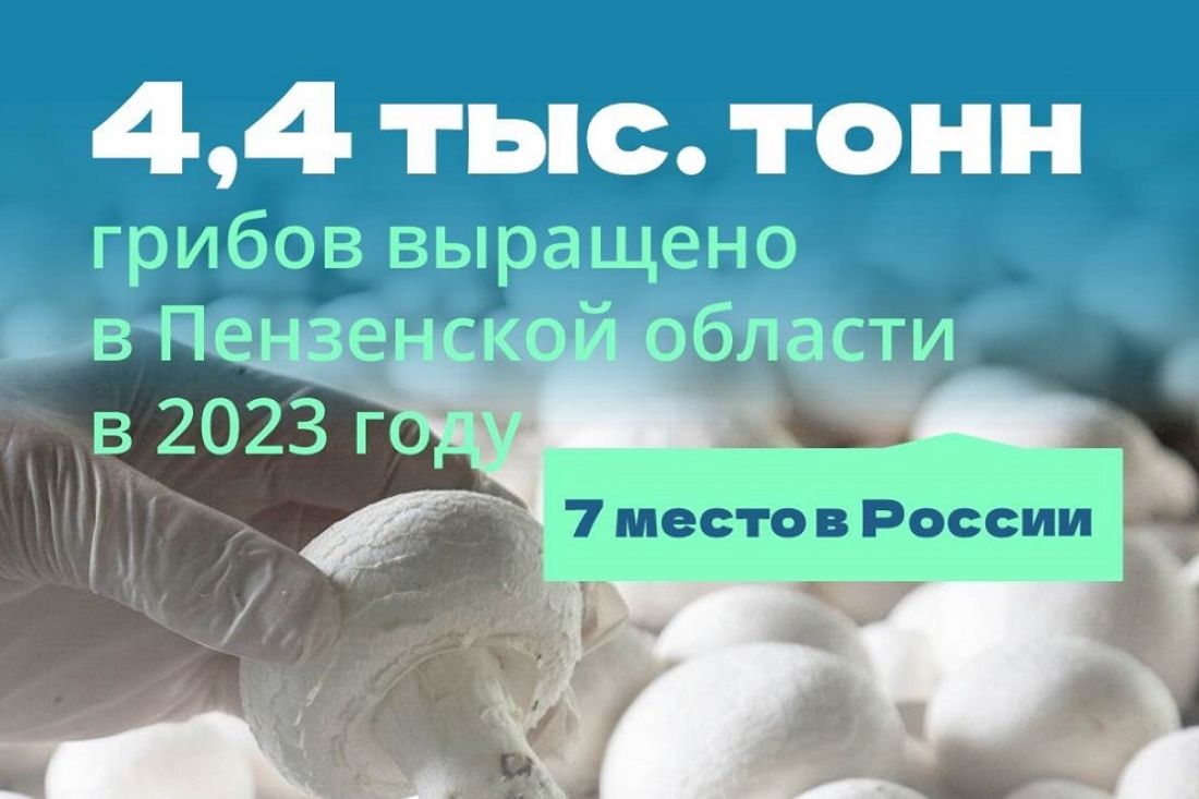 Пензенская область заняла 7 место в стране по объемам производства грибов