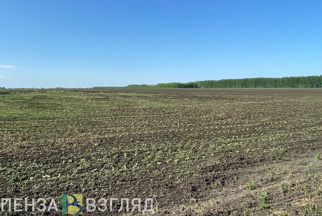 В Пензенской области приступили к пересеву погибших сельскохозяйственных культур