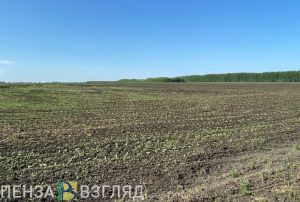 В Пензенской области приступили к пересеву погибших сельскохозяйственных культур