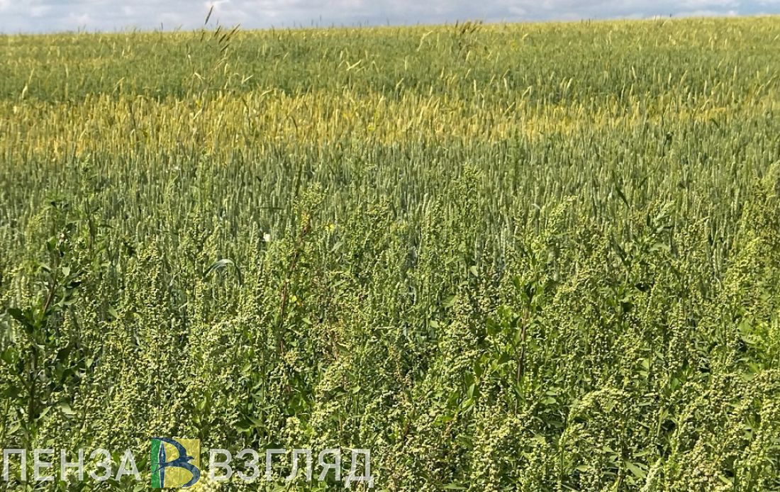 В Пензенской области с 16 мая вводят режим ЧС в связи с заморозками