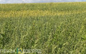 В Пензенской области с 16 мая вводят режим ЧС в связи с заморозками