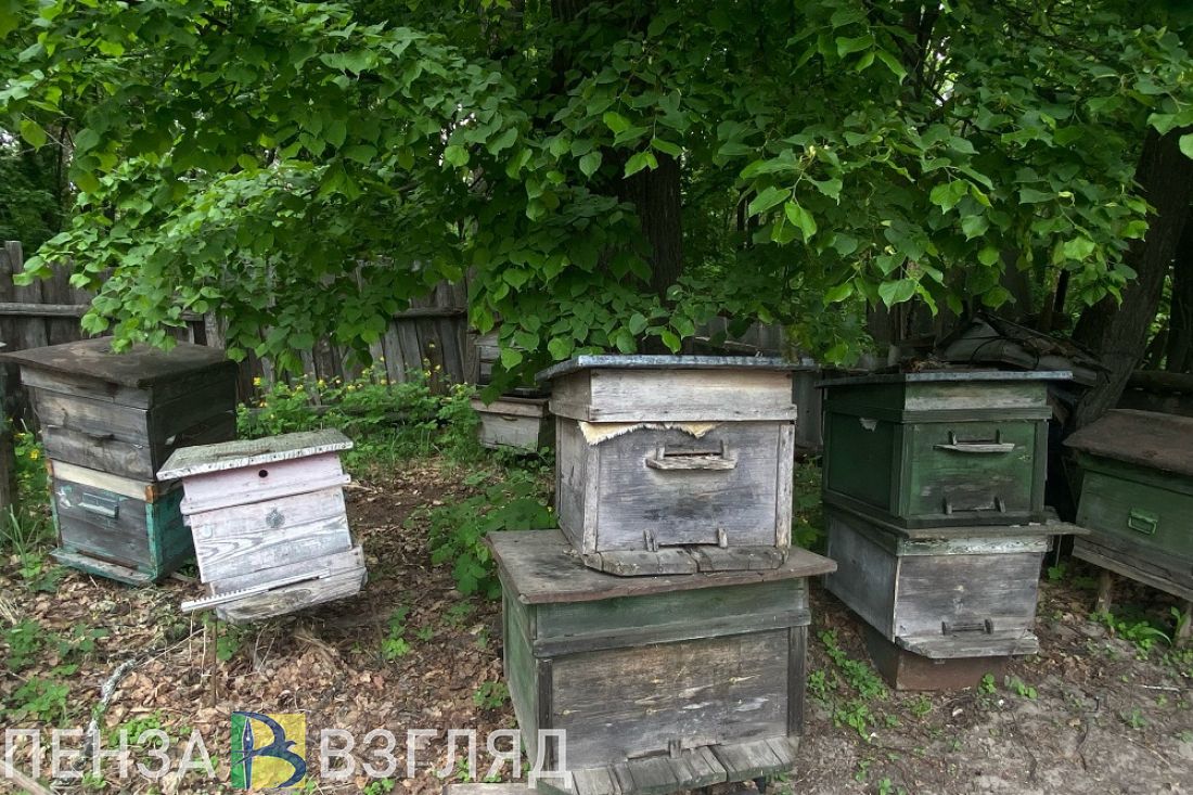 Пензенских пчеловодов будут оповещать об обработке полей не позже чем за 5 дней