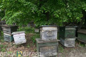 Пензенских пчеловодов будут оповещать об обработке полей не позже чем за 5 дней
