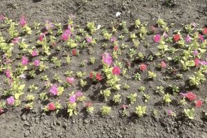 Садоводам придется поработать на собственных участках: за неиспользвание - изъятие или штраф