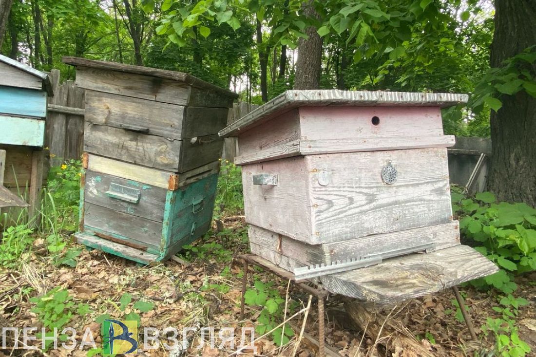 Три дня дают пензенским аграриям на оповещение пчеловодов об обработке полей