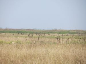 Пензенские археологи обследуют Озименковскую стоянку в Наровчатском районе
