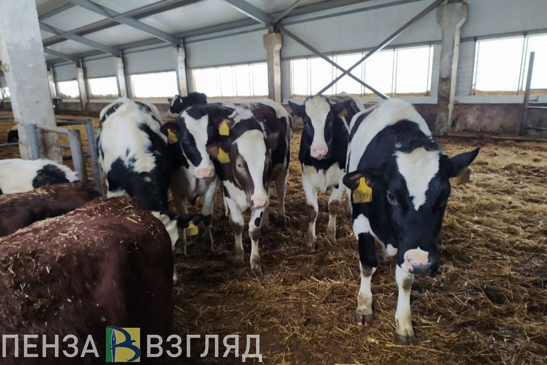 В Пензенской области увеличивается производство сельхозпродукции