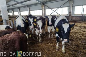 В Пензенской области увеличивается производство сельхозпродукции