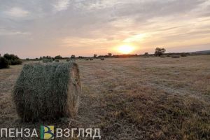 Пензенская область освоила более 50% федеральных средств, выделенных на АПК