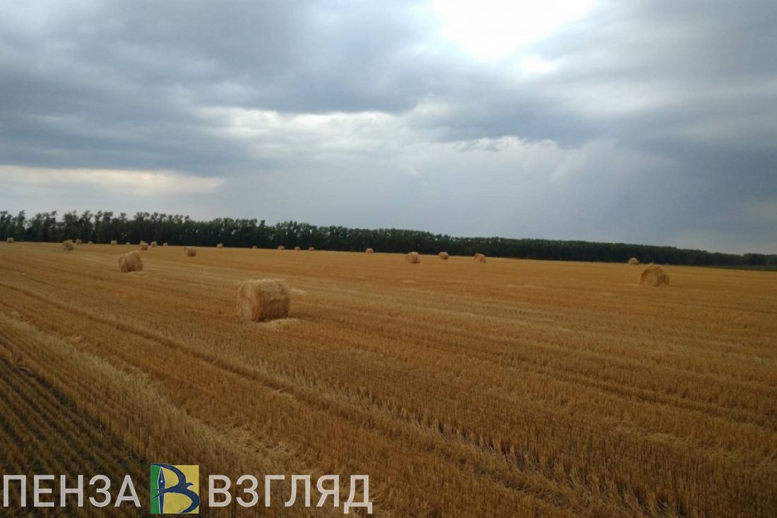 В 2024 году общая площадь ярового сева в Пензенской области уменьшилась на 4,9%