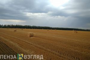 В 2024 году общая площадь ярового сева в Пензенской области уменьшилась на 4,9%