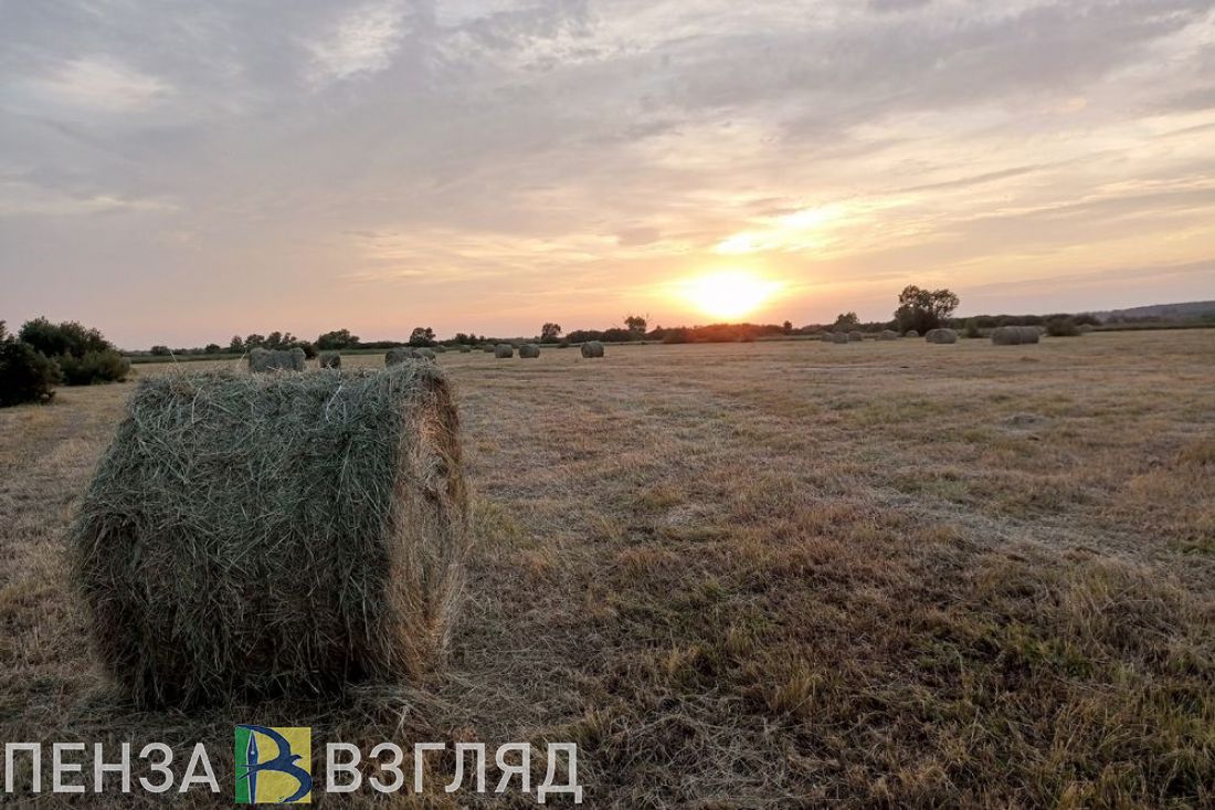 Мельниченко заявил о планах произвести в 2024 году 2,8 миллиона тонн зерновых
