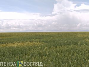 В Бессоновском районе массово погибли пчелы из-за химикатов