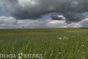 Из-за опасных растений в двух районах Пензенской области введен карантин