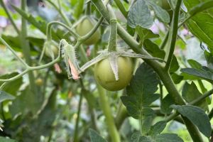 Всего один простой продукт из холодильника, и вы забудете о фитофторозе на грядках: растения скажут вам «спасибо»