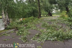 Дело по вырубке деревьев в Ахунах, Лермонтовский праздник, выплаты пострадавшим от урагана – новости Пензы и области за 9 июля