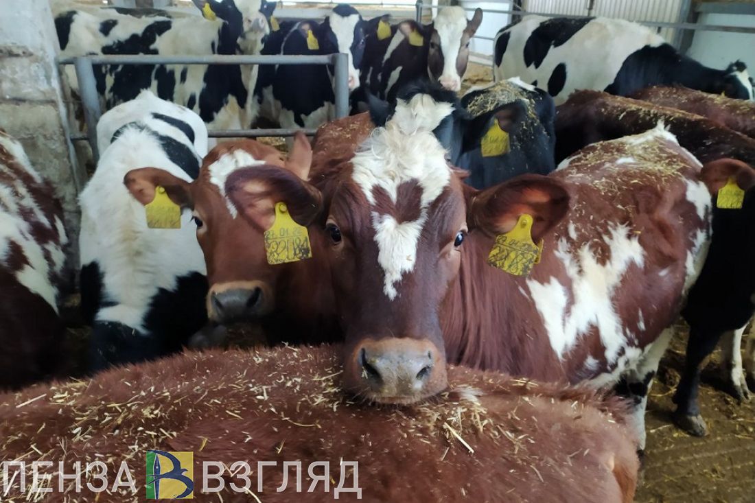 Пензенская область лидирует в ПФО по надою молока на одну корову