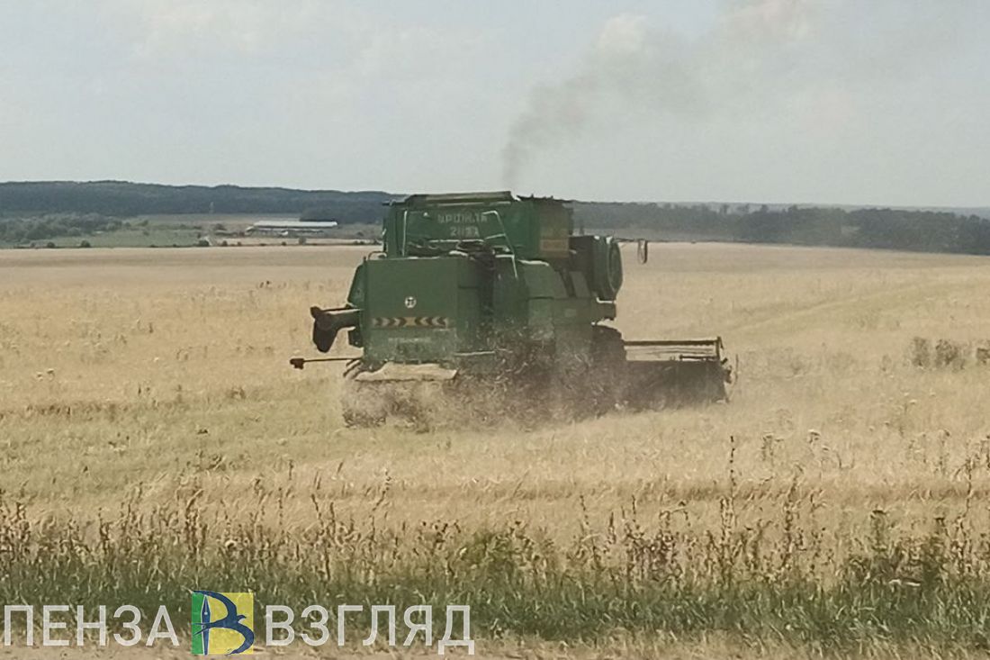 В Пензенской области урожайность озимой пшеницы ниже, чем в прошлом году