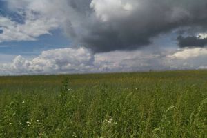 Бархатный август: Вильфанд пообещал – погода будет комфортной