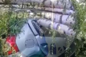 Упавшим деревом в Сердобске раздавило легковой автомобиль