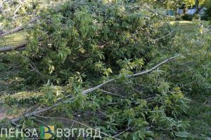 В Пензе депутатов беспокоит угроза аварийных деревьев в детских садах