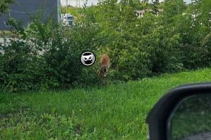 В Пензе спасли истощенную косулю