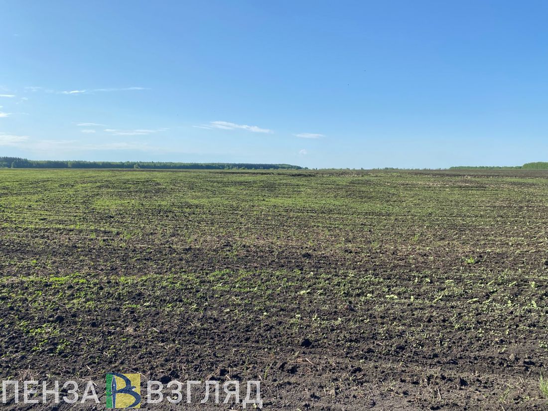 В Сердобском районе начали сев озимых под урожай 2025 года
