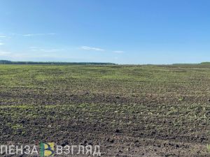 В Сердобском районе начали сев озимых под урожай 2025 года