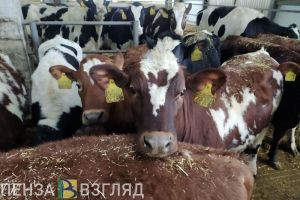 Пензенская область на 1 месте в ПФО по приросту производства молока