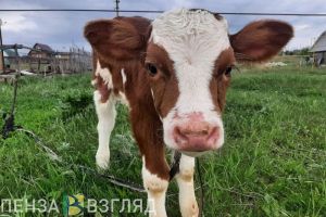 Пензенская область является лидером по приросту поголовья скота в ПФО