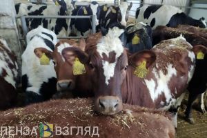 В хозяйствах Пензенской области на 9% увеличилось поголовье коров