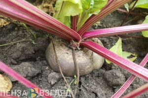 Пензенских школьников и студентов хотят привлечь к уборке урожая