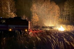 Огонь прошел более чем по 16 гектарам пензенских лесов