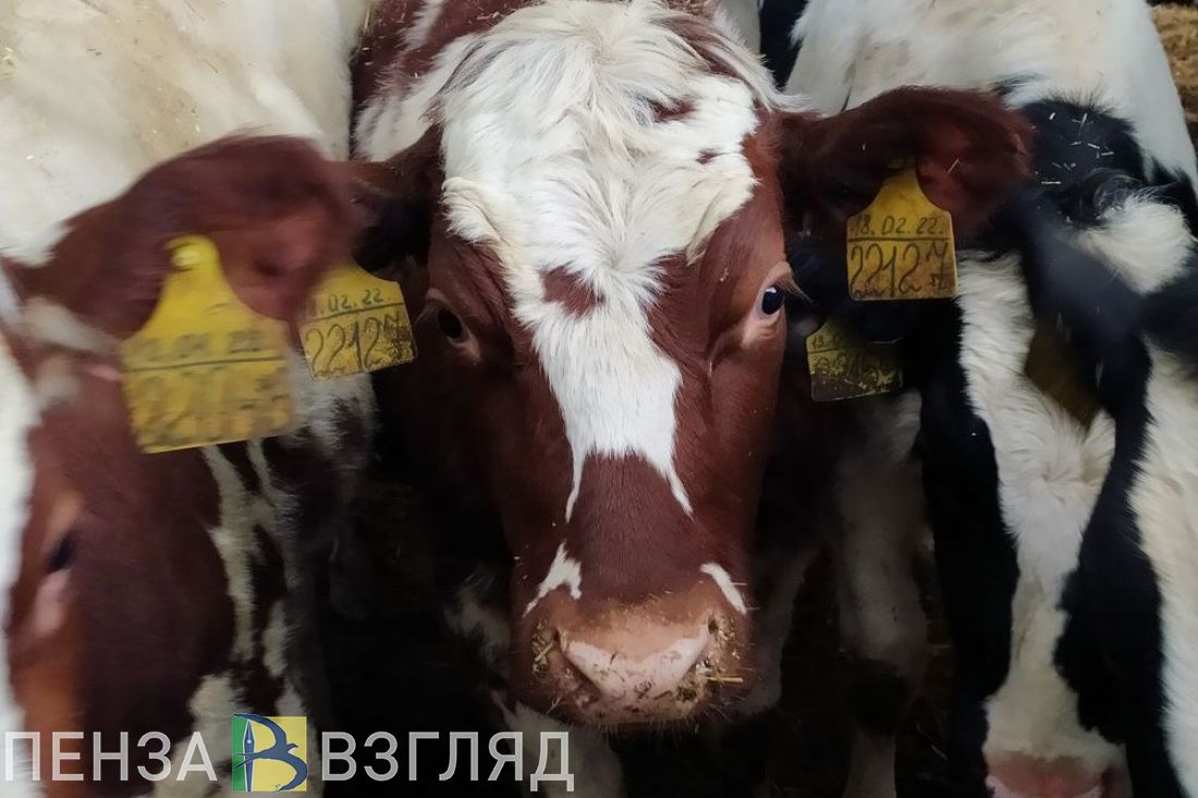 В Пензенской области поголовье коров растет быстрее всего в ПФО