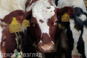 В Пензенской области поголовье коров растет быстрее всего в ПФО